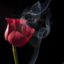 Схема вышивки «Роза»