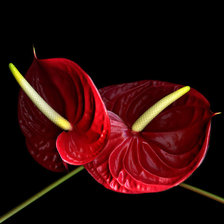 Схема вышивки «Калы»