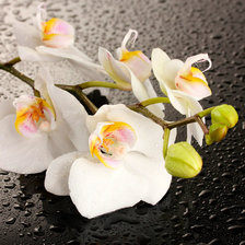 Схема вышивки «Орхидея»