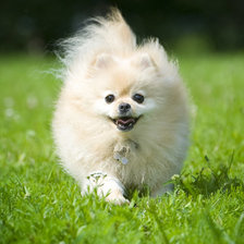 Схема вышивки «Йока Шпиц»