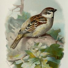 Схема вышивки «№1272528»