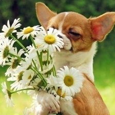 Схема вышивки «сам собирал»