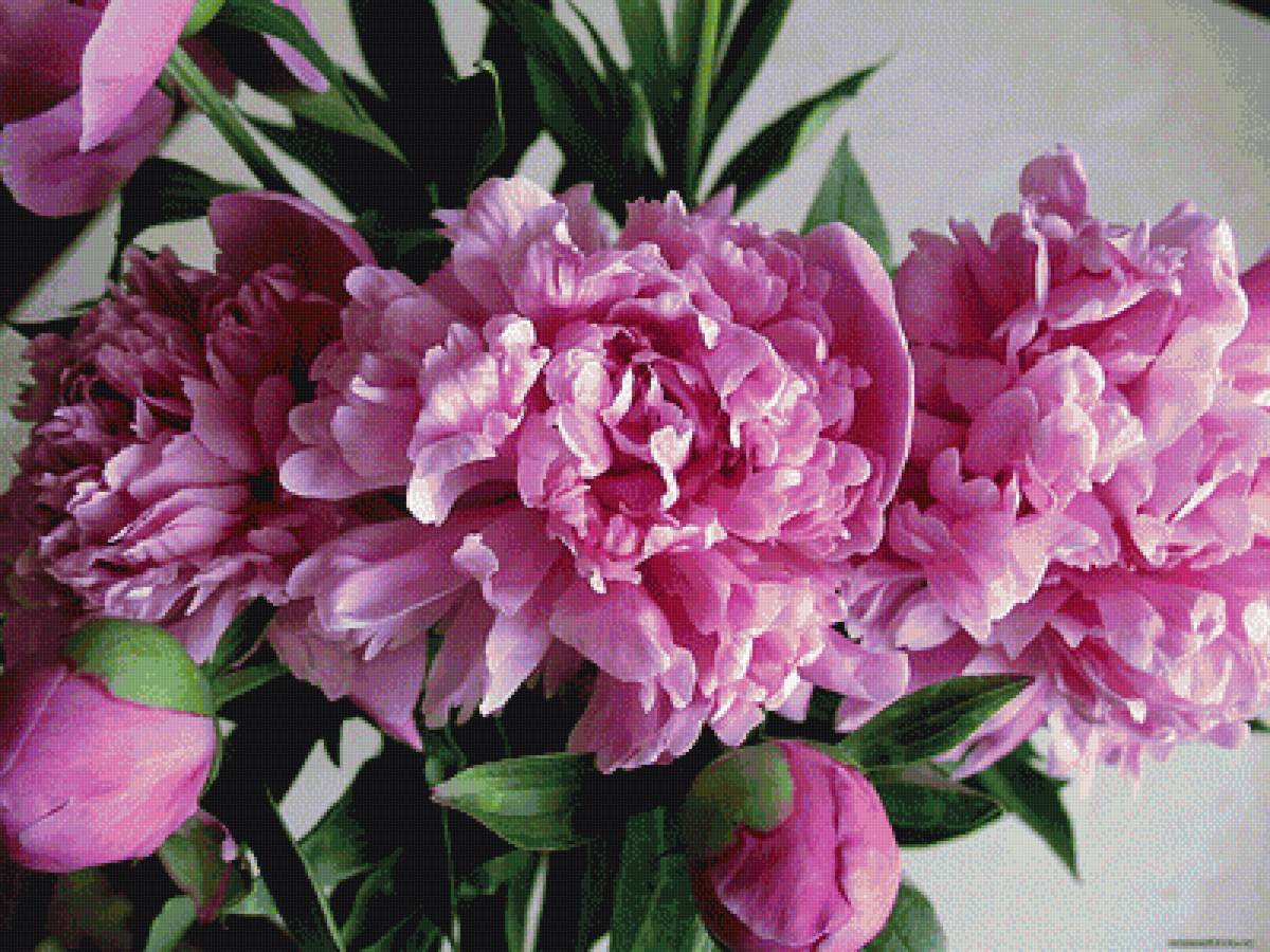 розовые пионы - предпросмотр