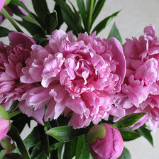 розовые пионы