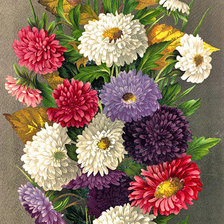 Схема вышивки «Астры»