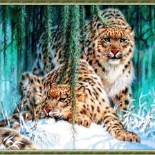 любовь тигровая