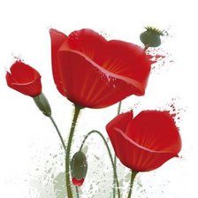 Схема вышивки «маки»