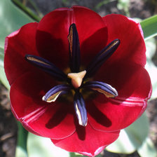 Схема вышивки «Тюльпан»