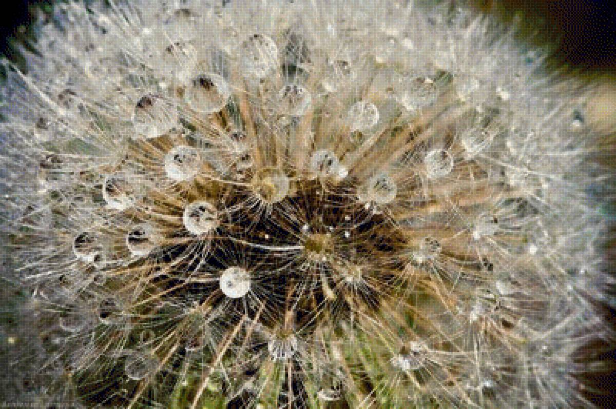 одуванчик - одуванчик - предпросмотр