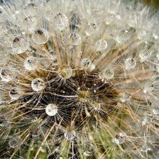 Схема вышивки «одуванчик»