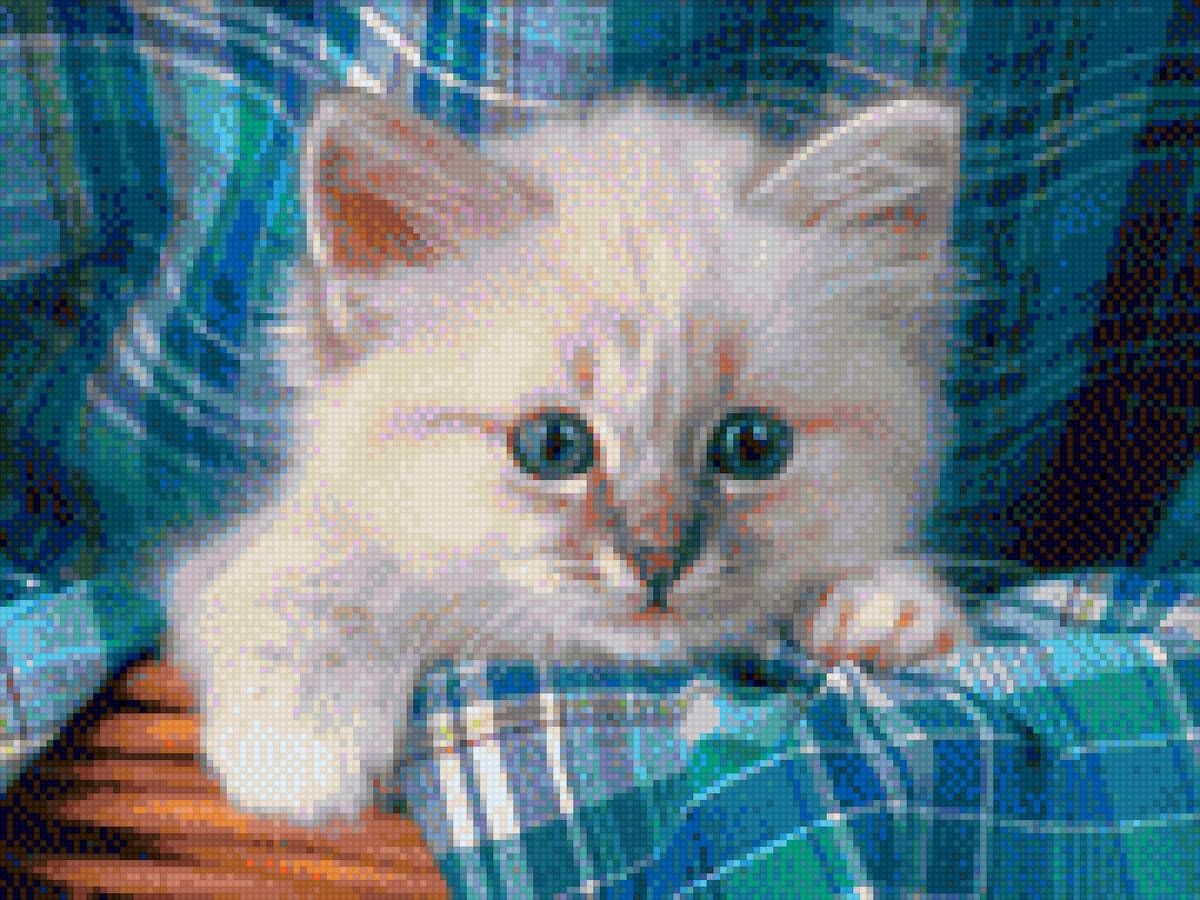 Маленький котенок - котенок - предпросмотр