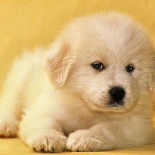 Схема вышивки «Щеночек»