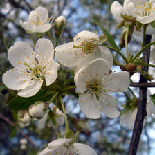 Схема вышивки «Цветущий фрукт»