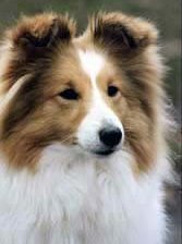 Схема вышивки «Шелти»