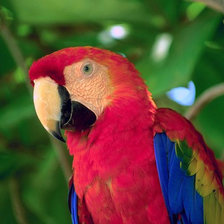 Схема вышивки «Попугай»