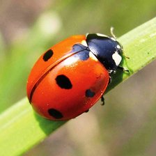 Схема вышивки «божья коровка»