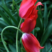 Схема вышивки «объятия тюльпанов»