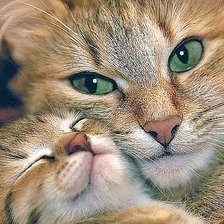 Схема вышивки «№1275211»