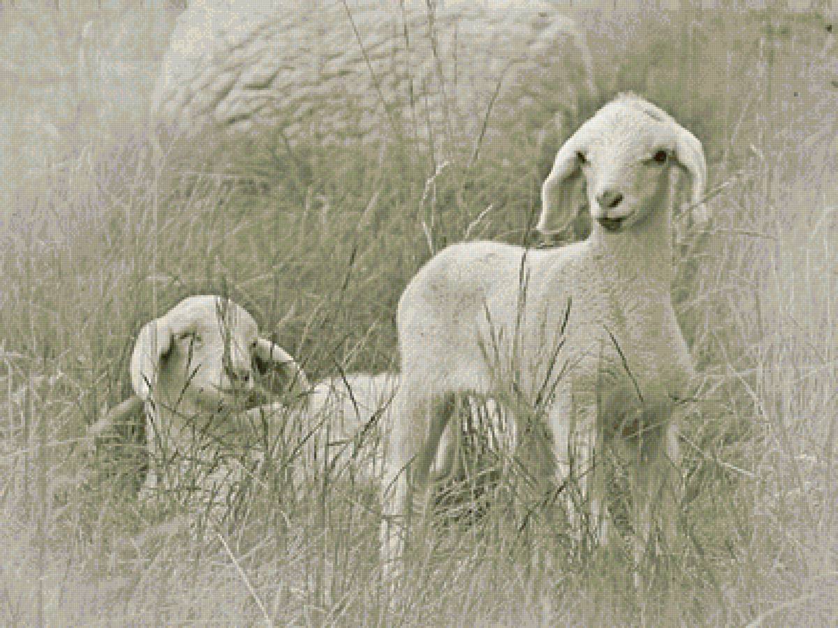 №1275337 - предпросмотр