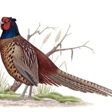 Схема вышивки «№1276135»