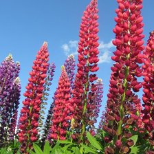 Схема вышивки «люпины»