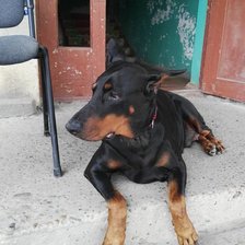 Схема вышивки «Доберман»