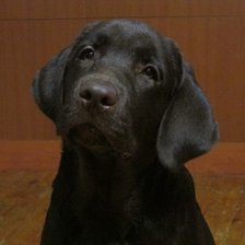 Схема вышивки «Щенок лабрадора»