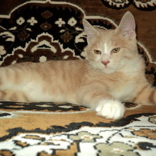 Курильский бобтейл