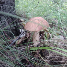 Схема вышивки «Грибок»