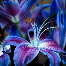 Схема вышивки «Лилии»