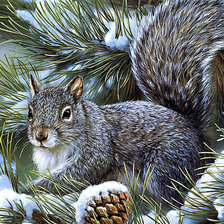 лесная красавица