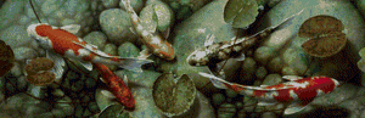 кои - предпросмотр