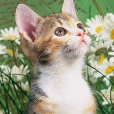 Схема вышивки «№1278056»