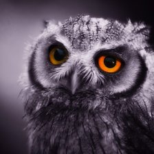 Схема вышивки «совушка»