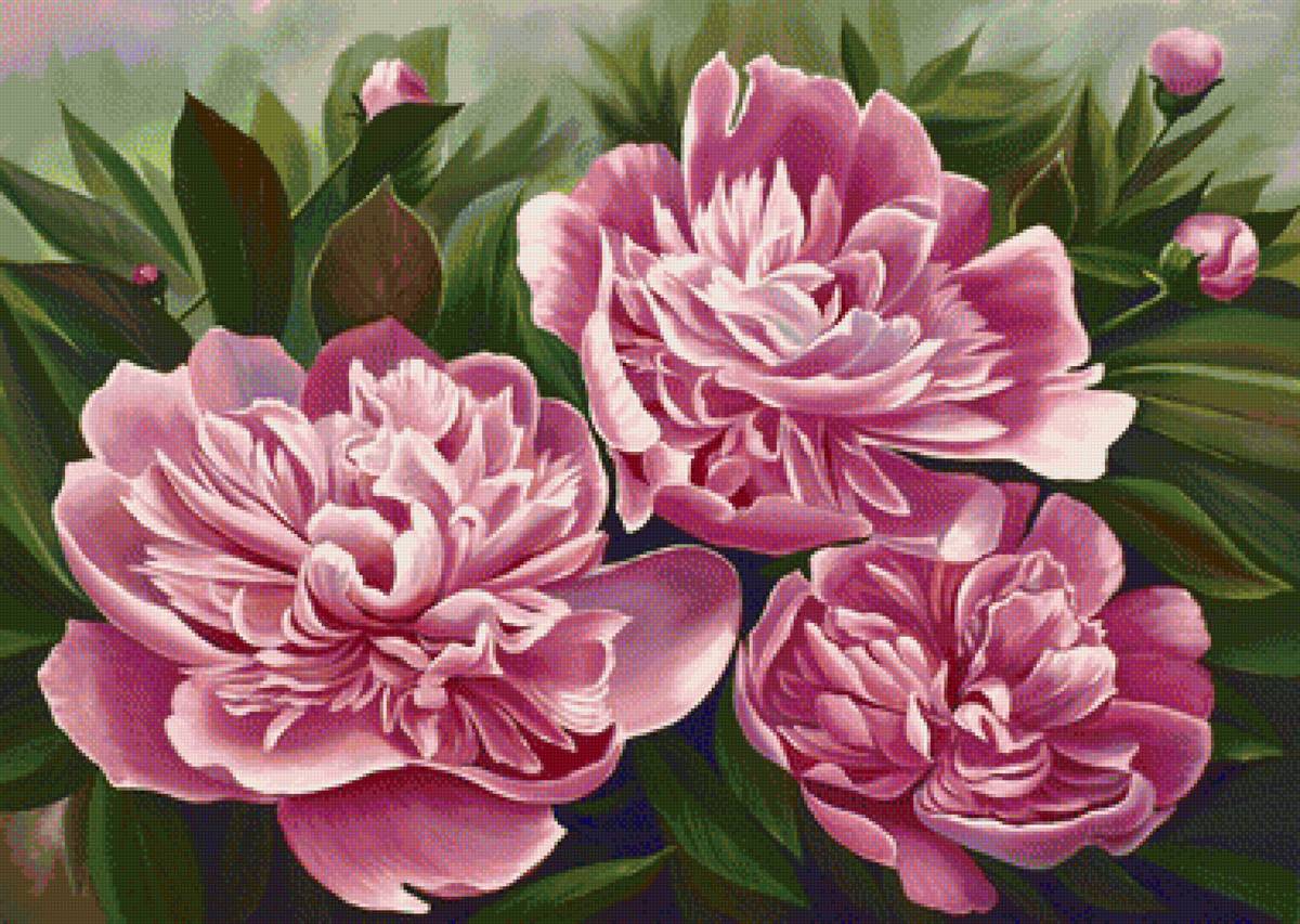 Худ. Деревенчук - цветы, пионы - предпросмотр