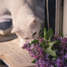 Кошка с книгой и сиренью