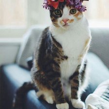 Схема вышивки «Кошка с венком»