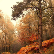 Схема вышивки «осень лесная дорога»