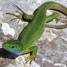 Схема вышивки «Яшерица»