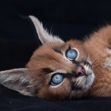 Схема вышивки «каракал»