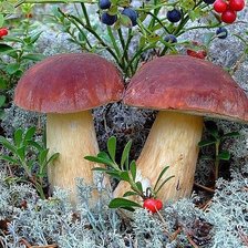 Схема вышивки «грибы»