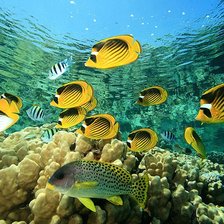 Схема вышивки «Подводный мир»