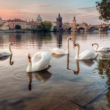 Схема вышивки «Пражские лебеди»