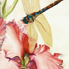 Схема вышивки «ирис и стрекоза ( осветлена,добавлена яркость) для Miledi68»