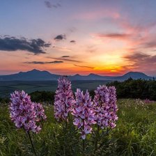 Схема вышивки «ясенец»