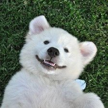 веселый песик