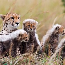 Схема вышивки «семья гепардов»