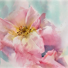 Шиповник.  Adisorn Pornsirikarn