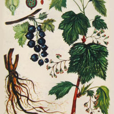 Схема вышивки «смородина»