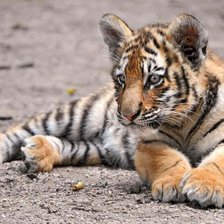 Схема вышивки «Тигренок»